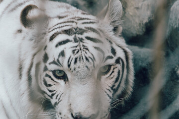 ホワイトタイガー　動物園