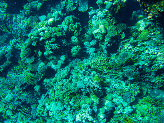 underwater beach of the red sea. underwater life in clear water corals fish plankton