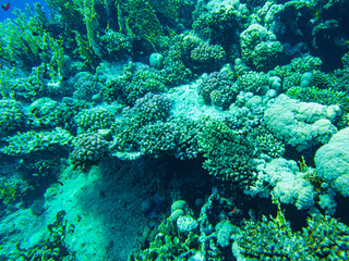 underwater beach of the red sea. underwater life in clear water corals fish plankton