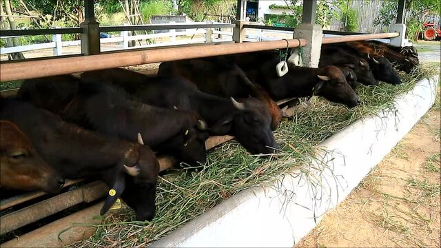 Footage of Group of Murrah Buffaloes of a Dairy Far Eating Grass