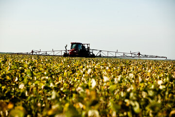 Soybean field ripening at a large farm in the countryside. Agricultural landscape. Soy plantation.