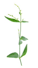 Fototapeta na wymiar Andrographis paniculata leaf isolated on white background