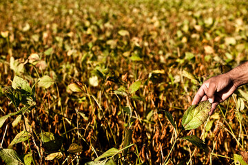 Soybean field ripening at a large farm in the countryside. Agricultural landscape. Soy plantation.