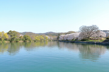 満開の桜と溜め池