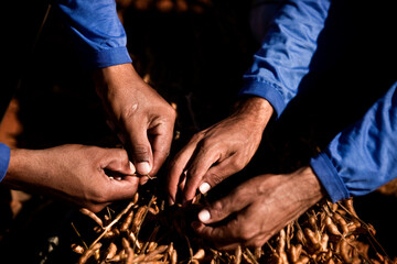 Soybean field ripening at a large farm in the countryside. Agricultural landscape. Soy plantation.