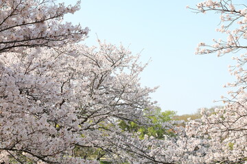 満開の桜と青空