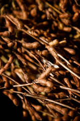 Soybean field ripening at a large farm in the countryside. Agricultural landscape. Soy plantation.