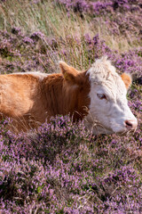 Cattle graze amid Pink Heather, Peak District, UK.