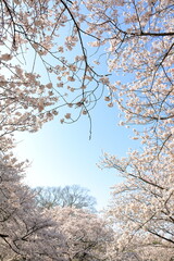 満開の桜｜縦構図