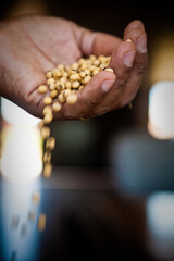 Obraz premium Soybean field ripening at a large farm in the countryside. Agricultural landscape. Soy plantation.