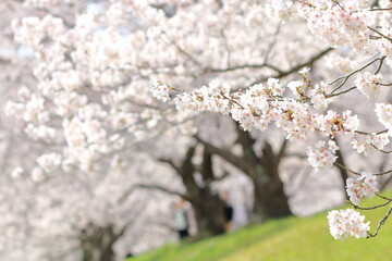 満開の桜｜ソメイヨシノ