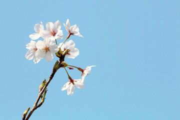 青空とソメイヨシノ