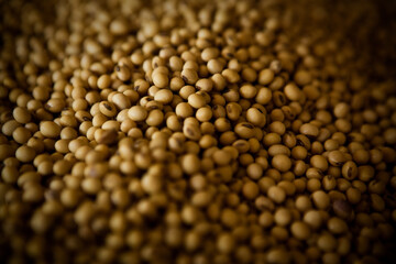Soybean field ripening at a large farm in the countryside. Agricultural landscape. Soy plantation.
