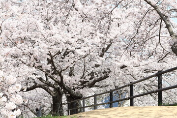 満開の桜｜ソメイヨシノ