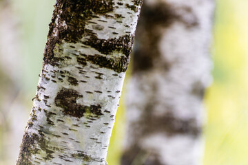 Arbre, tronc et écorce du bouleau