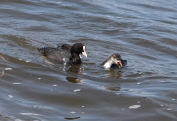 Adult Eurasian coot (Fulica atra) with offsprings swimming and eating. Coot family feeding. Australian coot chick holding snail in beak with its parent.