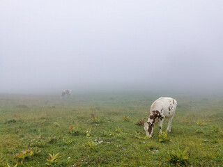Pâturage bovin sur le Larmont, Jura, Avant-pays comtois, Franche-Comté, Doubs, France