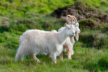 llandudno kashmir white goats, great orme, wales