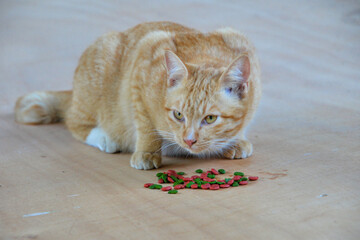 Naklejka premium Cat looking at camera. Cute domestic animal.