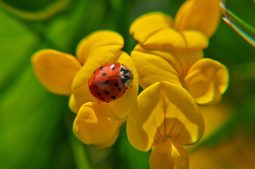 ladybug in the meadow