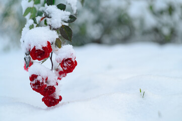 Róża w ogrodzie pokryta śniegiem. Czerwona i żółta różna w śniegu. Ogród w śniegu. Róże zimę. Praca przy różach zimą w ogrodzie. Zmarznięte róże w ogródku.