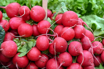 Fresh radish for sale at vegetable market, close up. Boxes full of raw delicious radish in shop. Organic radish at the greengrocer's stall. Vegetable. Salad.