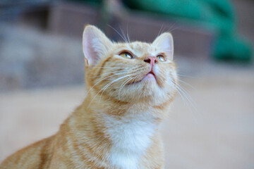 cat looking at camera. Cute domestic animal.