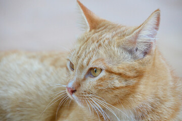 cat looking at camera. Cute domestic animal.