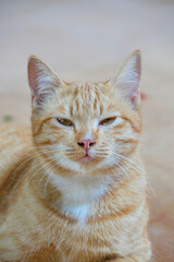 cat looking at camera. Cute domestic animal.