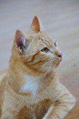 cat looking at camera. Cute domestic animal.