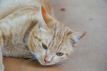 cat looking at camera. Cute domestic animal.