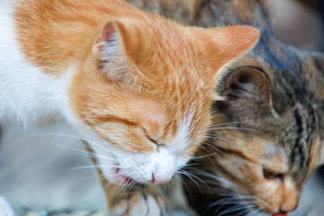 cat looking at camera. Cute domestic animal.