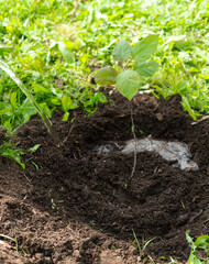 planting a small apple tree in the garden of a public place. the concept of environmental protection