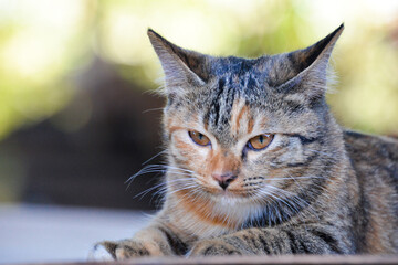 cat looking at camera. Cute domestic animal.