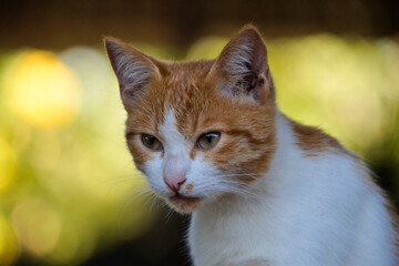 cat looking at camera. Cute domestic animal.
