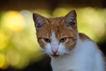 cat looking at camera. Cute domestic animal.