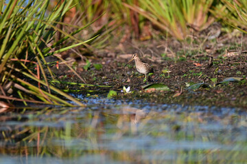 Latham's Snipe looking for food on the edge of a lake in Queensland, Australia. ( Gallinago hardwickii )