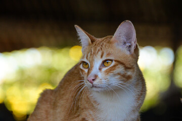 cat looking at camera. Cute domestic animal.