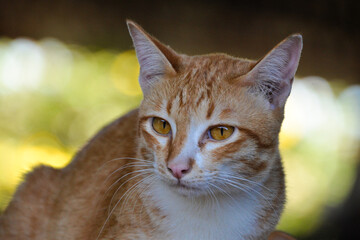 cat looking at camera. Cute domestic animal.