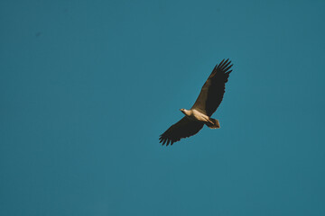 Obraz premium Eagle