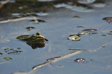 Green frog mating in the wetlands. Spring and reproduction of amphibians.