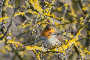 European robin - Erithacus rubecula on the branch