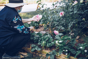 asian old elderly elder woman resting relaxing in rose garden. senior leisure lifestyle