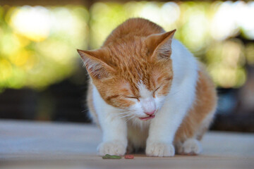 cat looking at camera. Cute domestic animal.