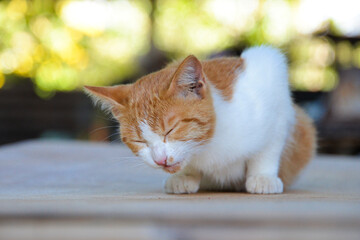 cat looking at camera. Cute domestic animal.