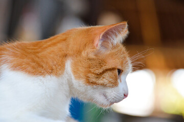 cat looking at camera. Cute domestic animal.