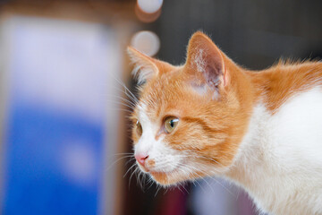 cat looking at camera. Cute domestic animal.