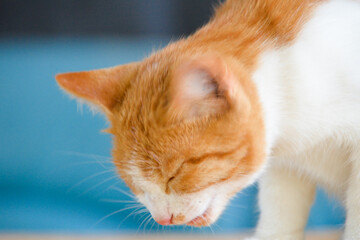 cat looking at camera. Cute domestic animal.