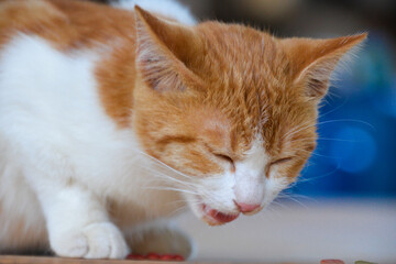 cat looking at camera. Cute domestic animal.