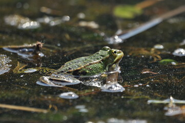 Green frog mating in the wetlands. Spring and reproduction of amphibians.
